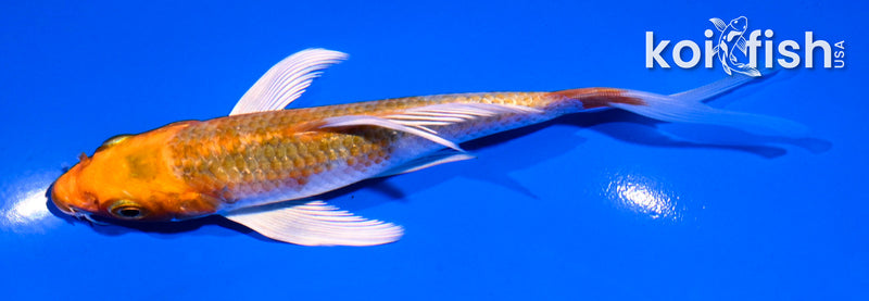 5.5" HARIWAKE BUTTERFLY