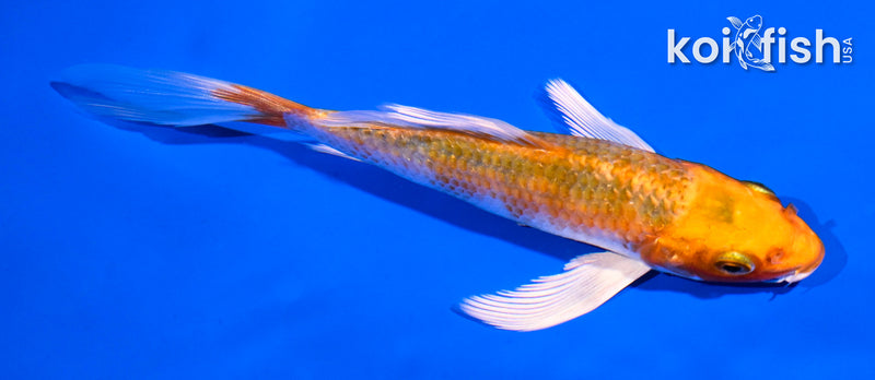 5.5" HARIWAKE BUTTERFLY