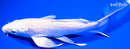 8" PLATINUM OGON BUTTERFLY