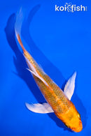 5.5" HARIWAKE BUTTERFLY