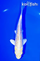 5.75" GINRIN LEMON HARIWAKE