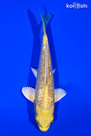 5.25" GINRIN YAMABUKI OGON