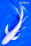 8" PLATINUM OGON BUTTERFLY