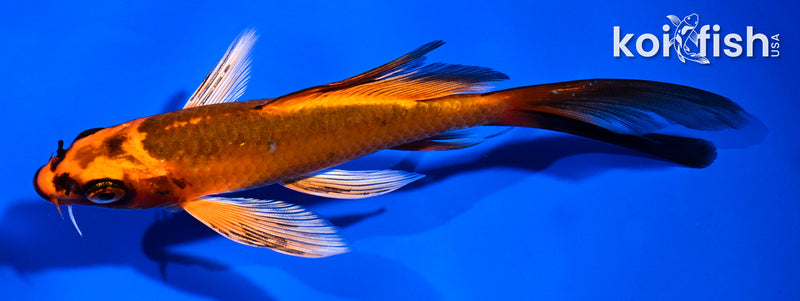 5.5" ORENJI MATSUBA BUTTERFLY