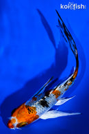 5" GINRIN YAMATO NISHIKI BUTTERFLY