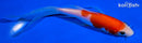 5.75" KOHAKU BUTTERFLY