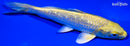 5.25" GINRIN YAMABUKI OGON