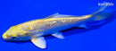 5.25" GINRIN YAMABUKI OGON