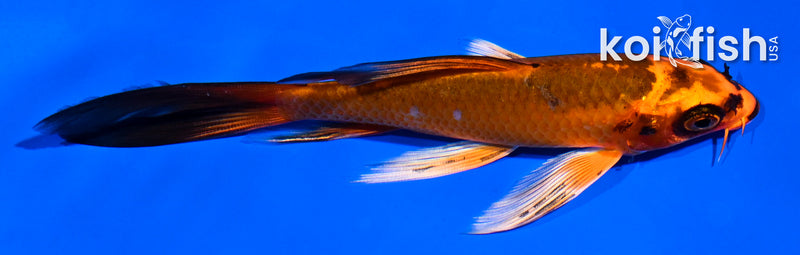 5.5" ORENJI MATSUBA BUTTERFLY