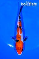 5.5" SANKE
