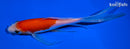 5.75" KOHAKU BUTTERFLY
