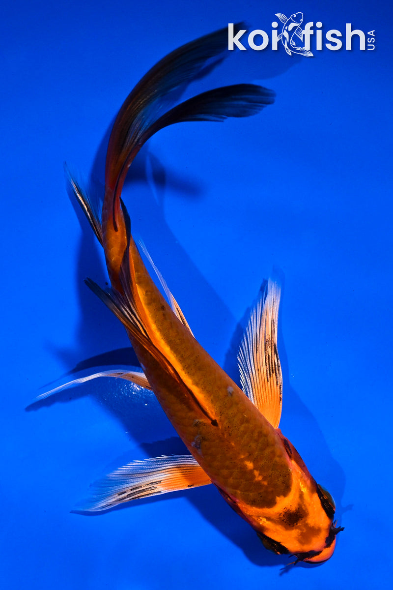 5.5" ORENJI MATSUBA BUTTERFLY