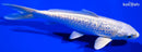 5.5" GINRIN PLATINUM OGON