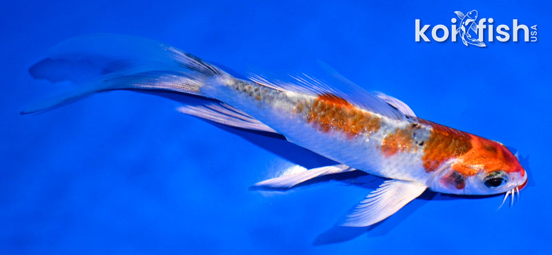 5.5" YAMATO NISHIKI BUTTERFLY