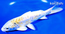 6.25" DOITSU LEMON HARIWAKE