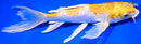 7.5" GINRIN LEMON HARIWAKE BUTTERFLY