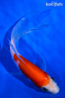 5.75" KOHAKU BUTTERFLY