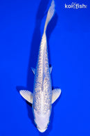 5.5" GINRIN PLATINUM OGON