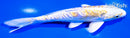 6.25" DOITSU LEMON HARIWAKE