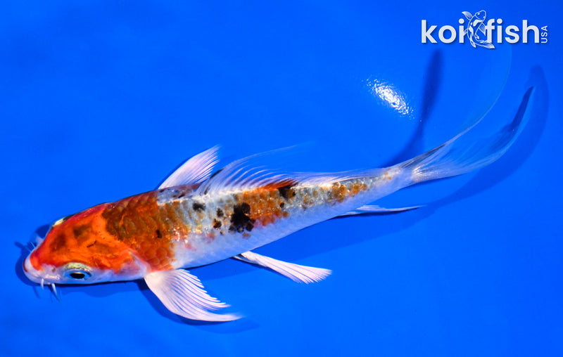 5.5" YAMATO NISHIKI BUTTERFLY