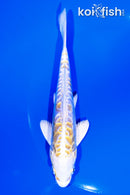 6.25" DOITSU LEMON HARIWAKE