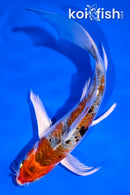 5.5" YAMATO NISHIKI BUTTERFLY