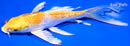 7.5" GINRIN LEMON HARIWAKE BUTTERFLY