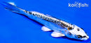 5.5" BENI KIKOKURYU