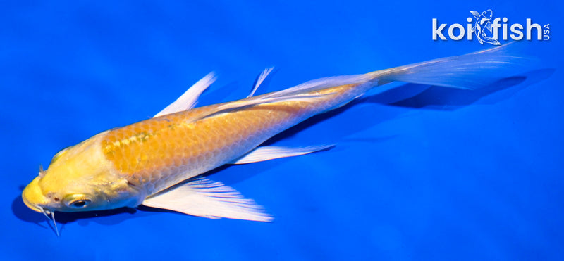 5.5" YAMABUKI OGON BUTTERFLY