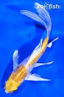 7.5" GINRIN LEMON HARIWAKE BUTTERFLY