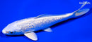 5.5" GINRIN PLATINUM OGON