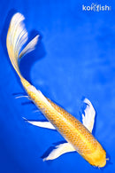 10.25" GINRIN HARIWAKE BUTTERFLY