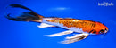10.5" KUJAKU BUTTERFLY