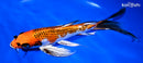 10.5" KUJAKU BUTTERFLY