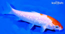 5.75" GINRIN KOHAKU