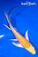 5.5" YAMABUKI OGON BUTTERFLY