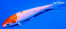 5.75" GINRIN KOHAKU