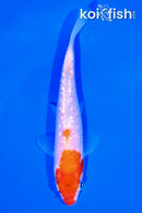 5.75" GINRIN KOHAKU