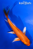 4.5" ORENJI OGON BUTTERFLY