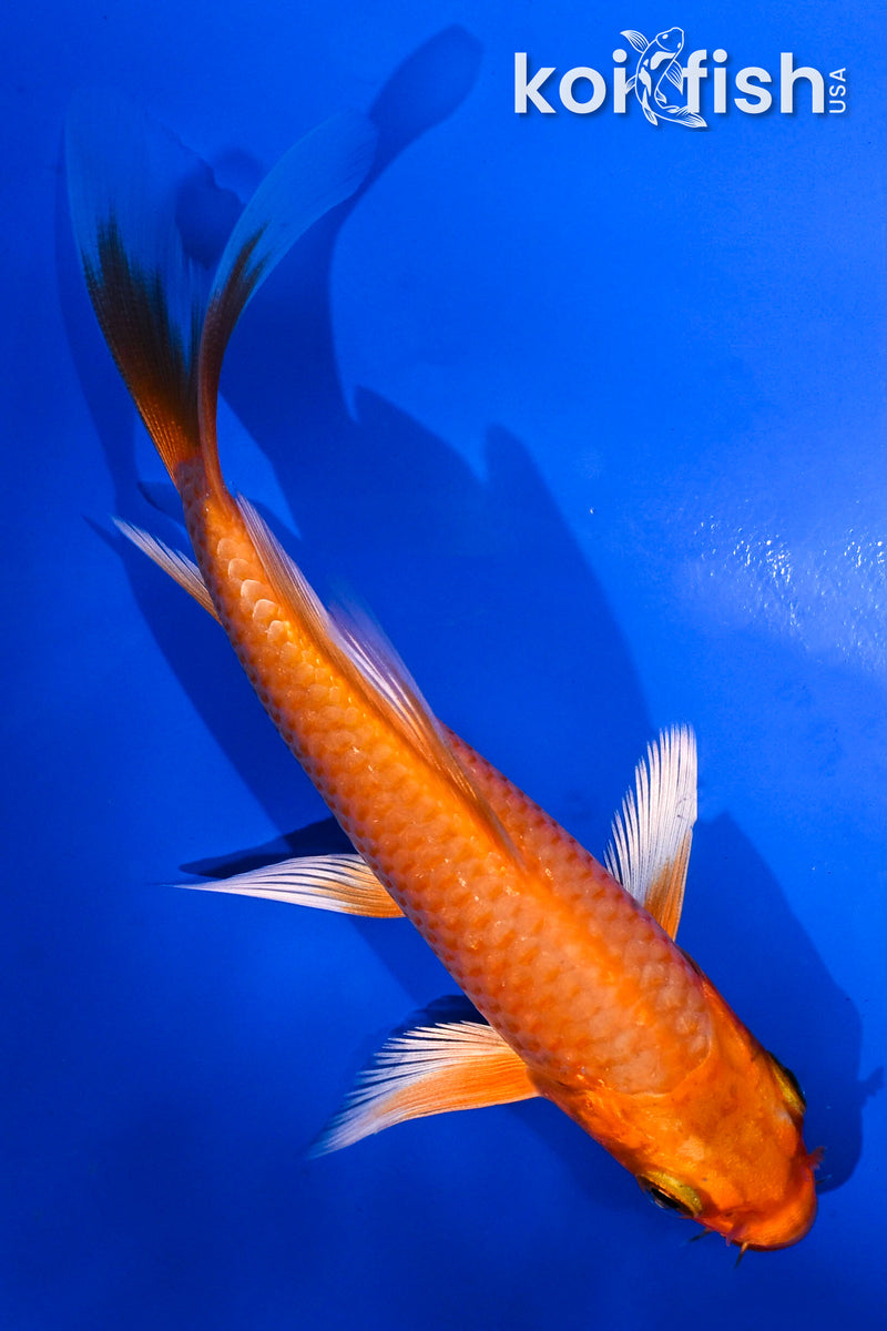 4.5" ORENJI OGON BUTTERFLY