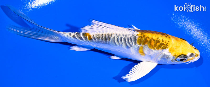 5.25" ARAGOKE KUJAKU BUTTERFLY