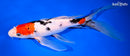 10.75" SANKE BUTTERFLY
