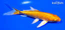 5" ORENJI OGON BUTTERFLY