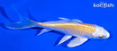 4.75" HARIWAKE BUTTERFLY