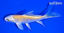 4.75" HARIWAKE BUTTERFLY