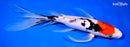 10.75" SANKE BUTTERFLY