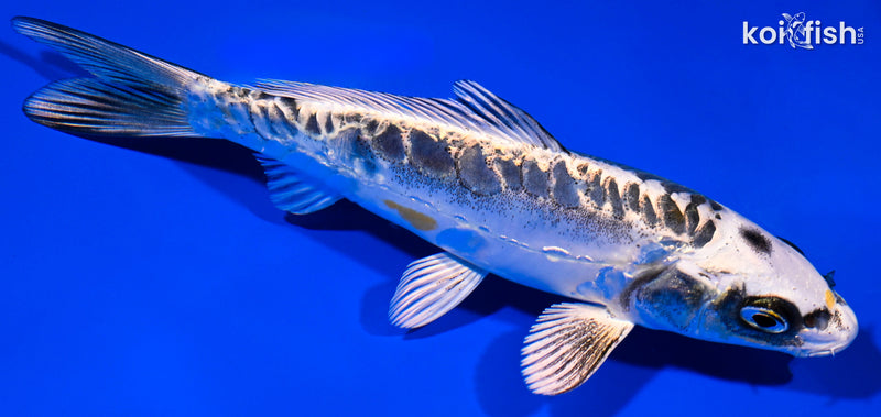 Orange Koi Fish For Sale – Page 14