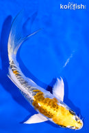 5.25" ARAGOKE KUJAKU BUTTERFLY