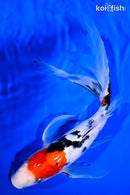 10.75" SANKE BUTTERFLY