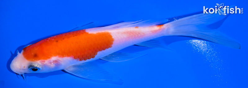 5.5" KOHAKU BUTTERFLY